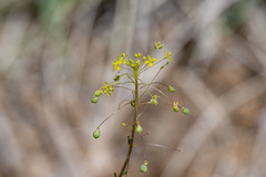 Cleomella parviflora