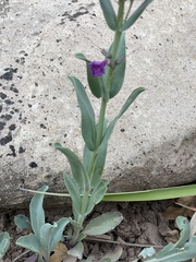 Penstemon lentus lentus
