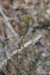 Cleomella parviflora