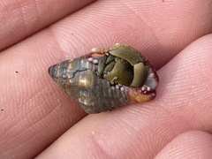 Gemophos sanguinolentus