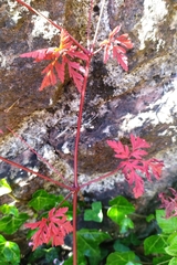 Geranium robertianum