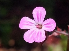 Geranium robertianum