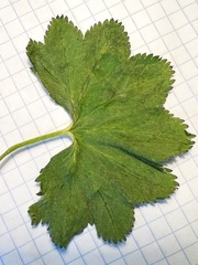 Alchemilla micans