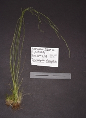 Deschampsia elongata