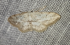Idaea incisaria