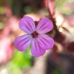 Geranium robertianum