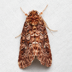 Callopistria granitosa