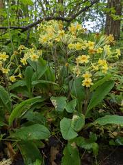 Primula × polyantha