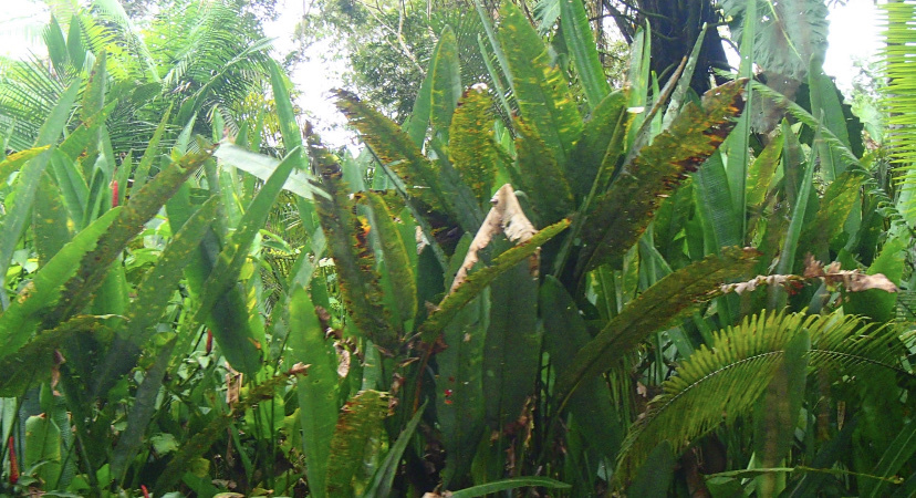 Sansevieria trifasciata