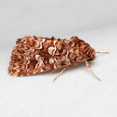 Callopistria granitosa