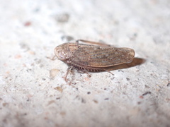 Paraphlepsius continuus
