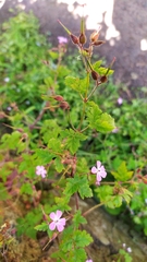 Geranium robertianum