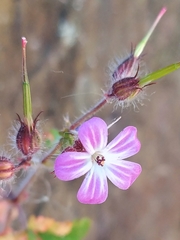 Geranium robertianum