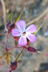 Geranium robertianum