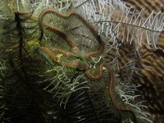 Macrophiothrix nereidina