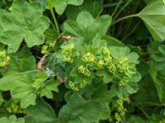 Alchemilla glabra