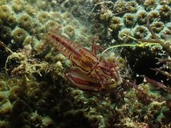 Synalpheus stimpsonii