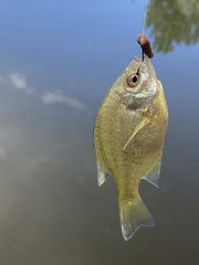 Lepomis macrochirus