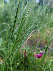 Lathyrus nissolia