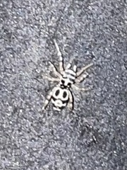 Cyllodania bicruciata