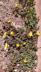 Oxalis corniculata
