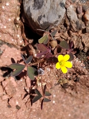 Oxalis corniculata