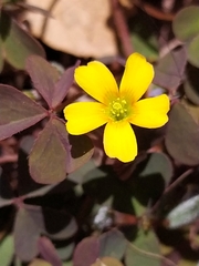 Oxalis corniculata
