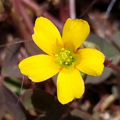 Oxalis corniculata