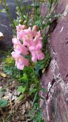 Antirrhinum majus