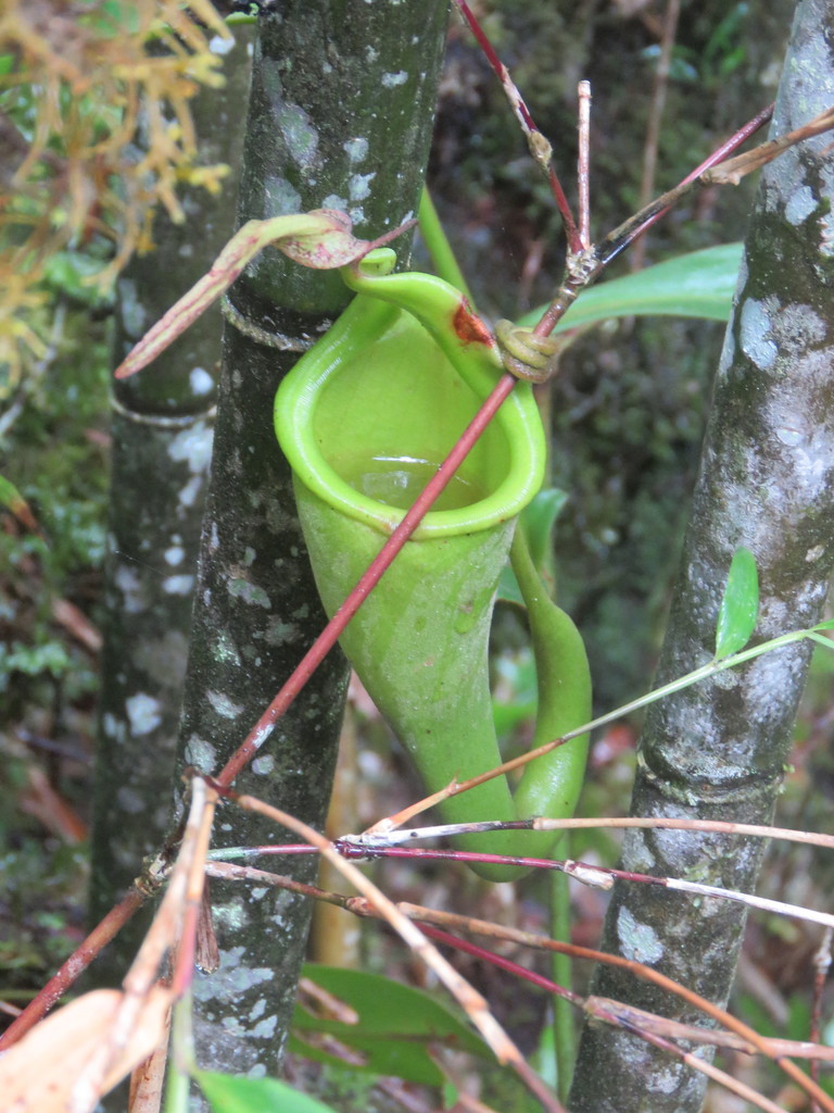 Nepenthes chaniana · iNaturalist