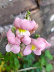 Antirrhinum majus