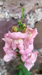 Antirrhinum majus
