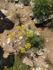Lomatium brandegeei
