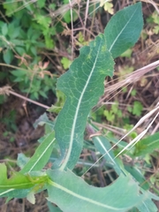 Lactuca