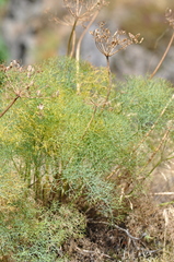 Lomatium columbianum