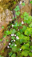 Cymbalaria muralis