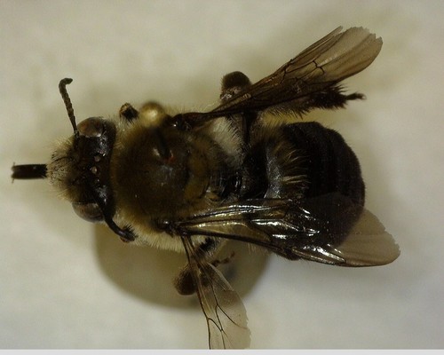 iNaturalist observation photo of Synhalonia