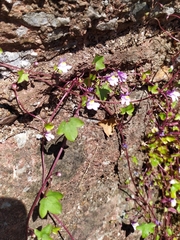 Cymbalaria muralis