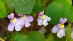 Cymbalaria muralis