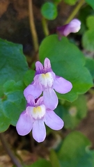 Cymbalaria muralis