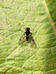 Chrysopilus cristatus