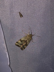 Heliothis adaucta