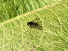 Chrysopilus cristatus