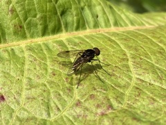 Chrysopilus cristatus