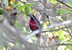 Rhodinocichla rosea
