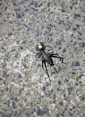 Meloimorpha japonica