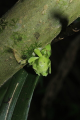 Epidendrum aggregatum