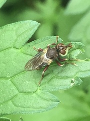 Myopa clausa