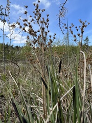 Juncus alpinoarticulatus nodulosus