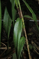 Epidendrum aggregatum